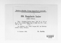 Ramularia inulae image
